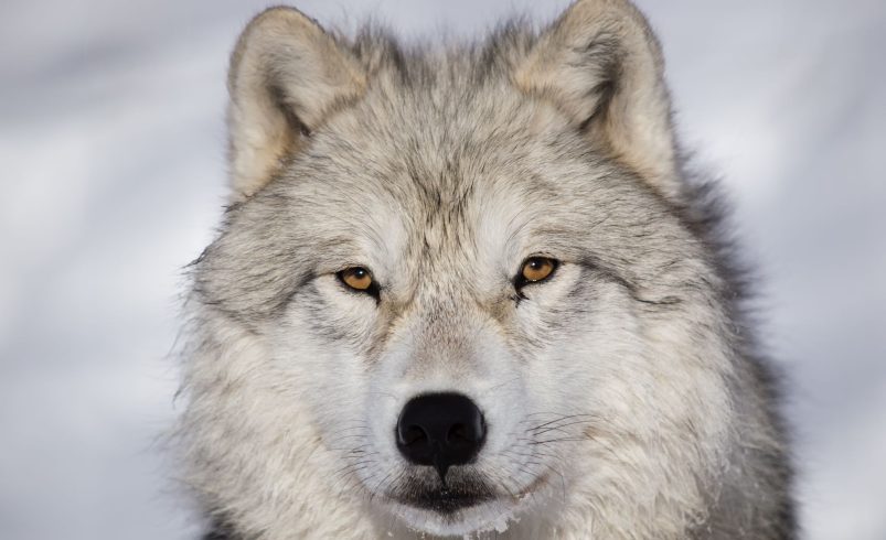 Spirit Animal Meanings: Discover Your Animal Totem Guide