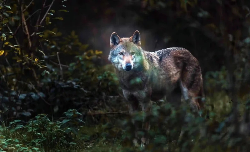 Spirit Animal vs Power Animal: Differences and Definition